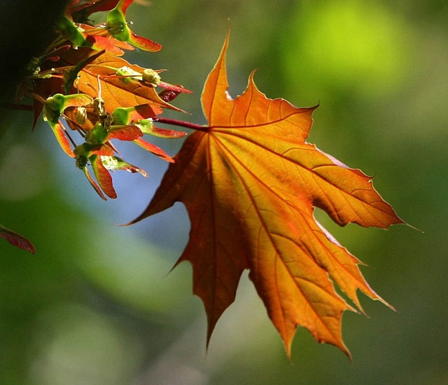 énergie des arbres d'automne