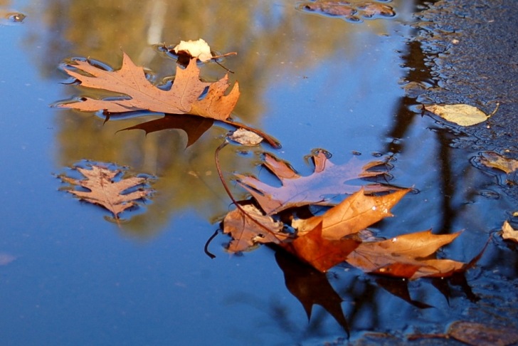 énergie des arbres d'automne