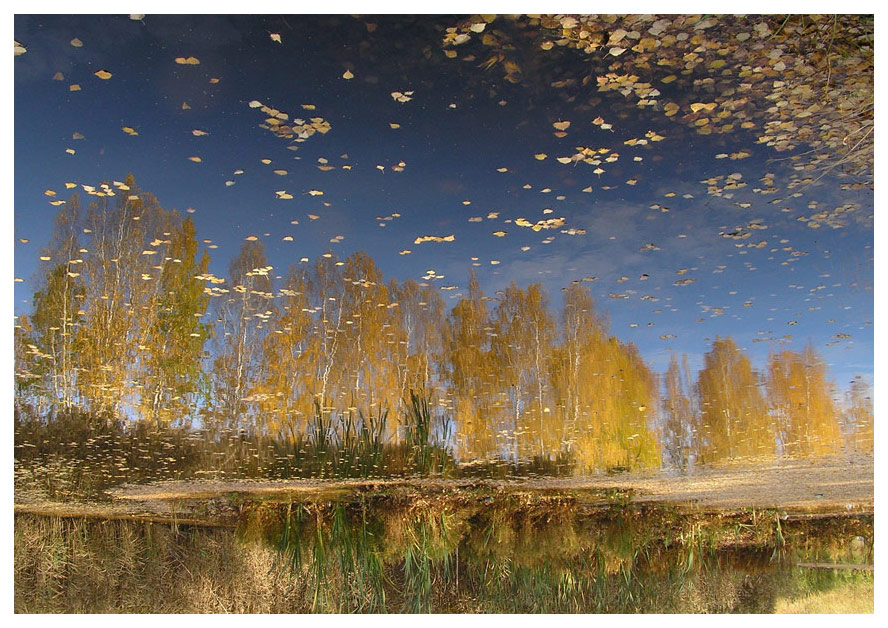 énergie des arbres d'automne
