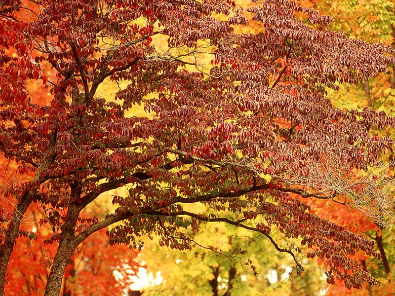 énergie des arbres d'automne