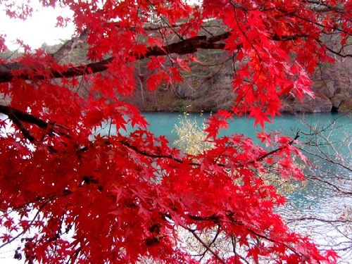 énergie des arbres d'automne