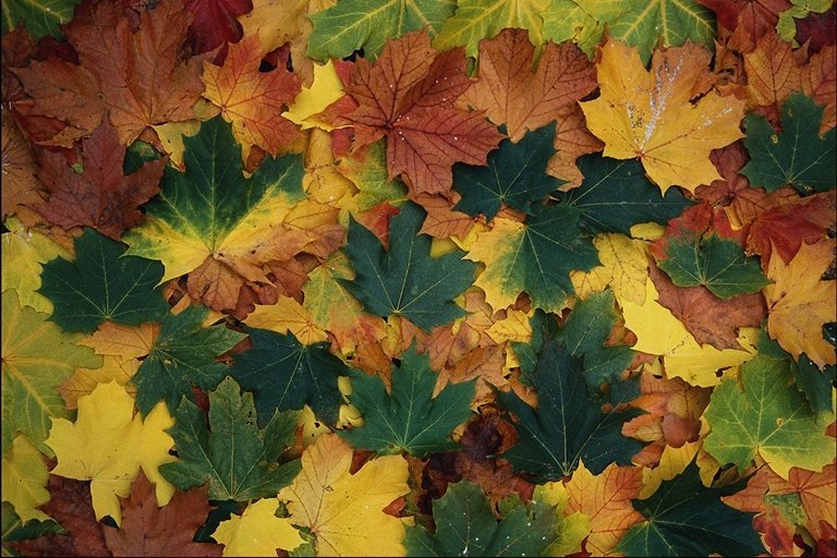 énergie des arbres d'automne