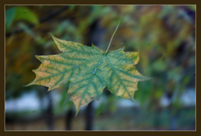 énergie des arbres d'automne