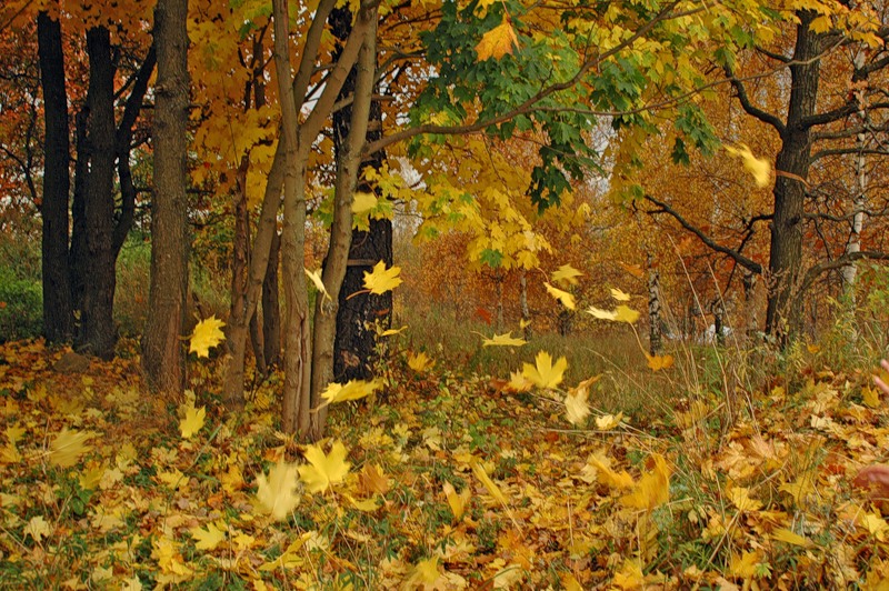 énergie des arbres d'automne