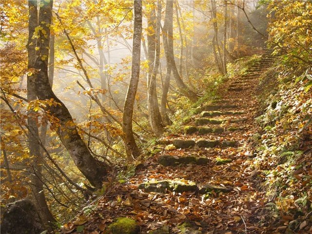 énergie des arbres d'automne