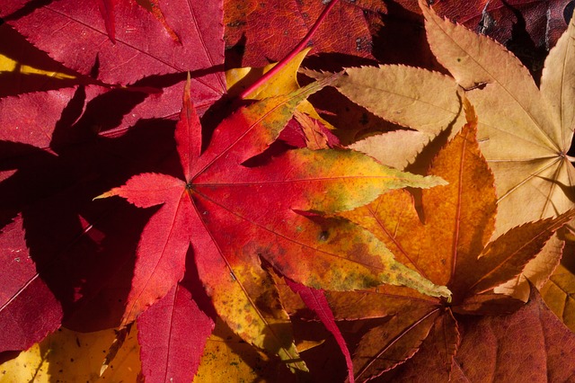 énergie des arbres d'automne
