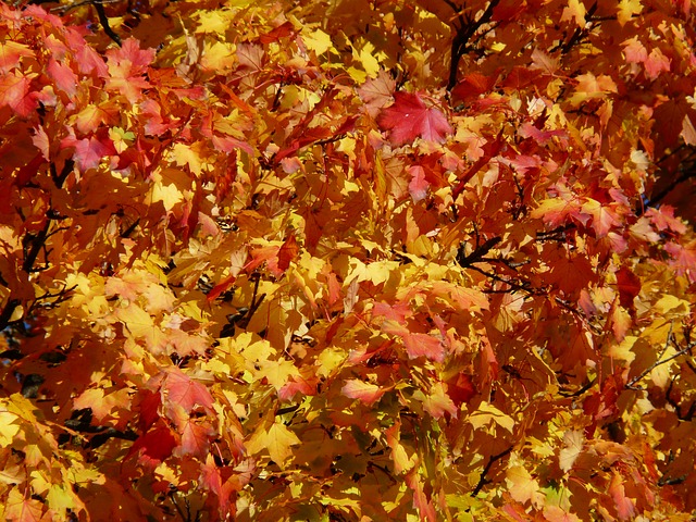 énergie des arbres d'automne