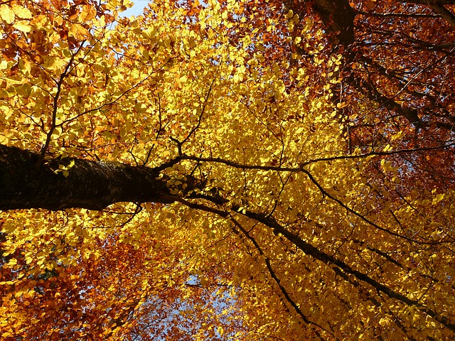 énergie des arbres d'automne
