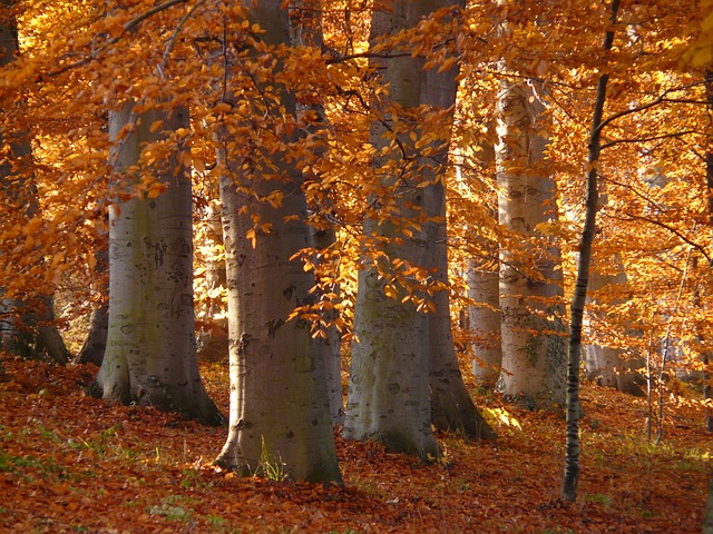 énergie des arbres d'automne