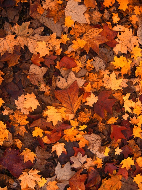 énergie des arbres d'automne