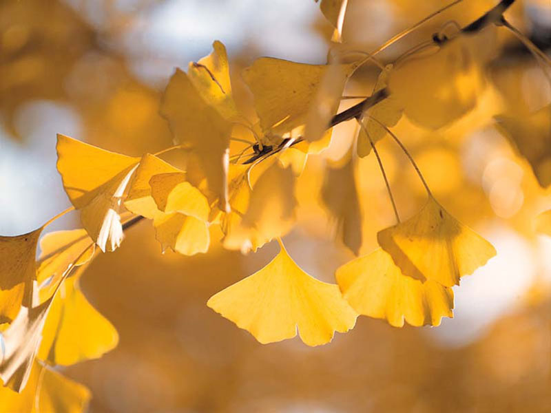 énergie des arbres d'automne