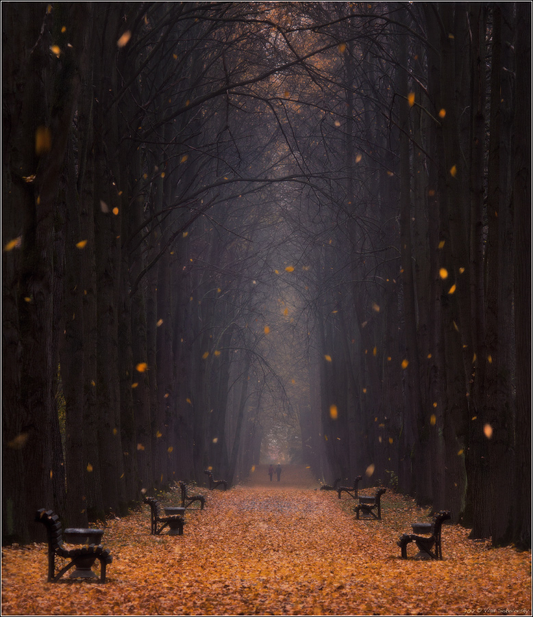 énergie des arbres d'automne